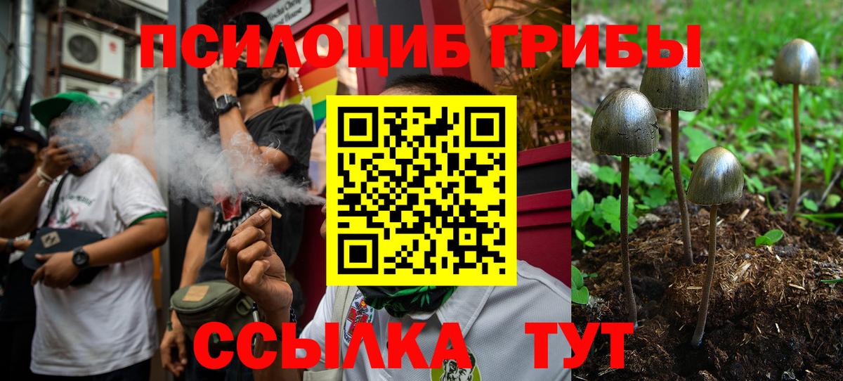 Псилоцибиновые грибы Psilocybine cubensis Обь